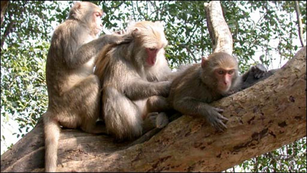 Paignton Zoo monkeys banned from eating bananas BBC News