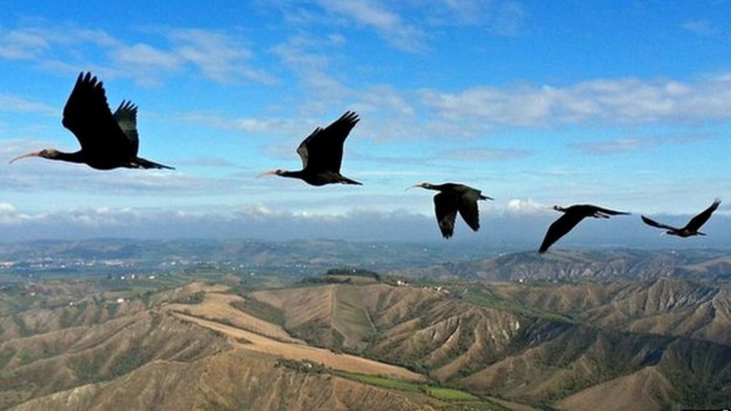 Fly like a bird The V formation finally explained BBC News