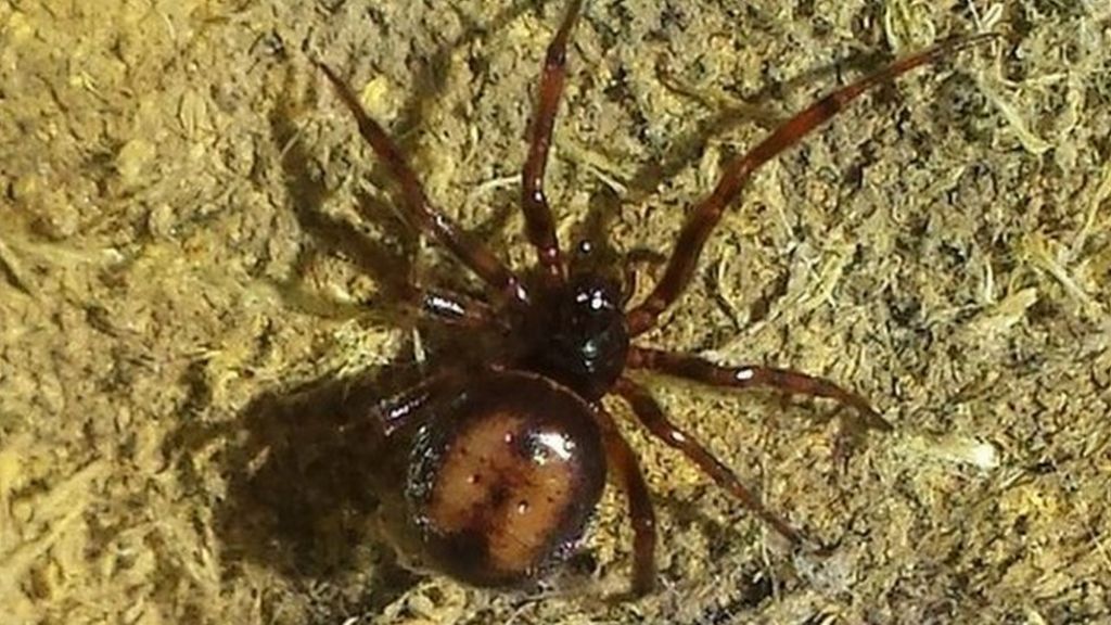 Strood Woman Cant Sleep In Bed After False Widow Spider Bite Bbc News