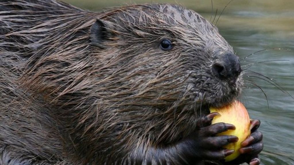 Trust backs beaver reintroduction