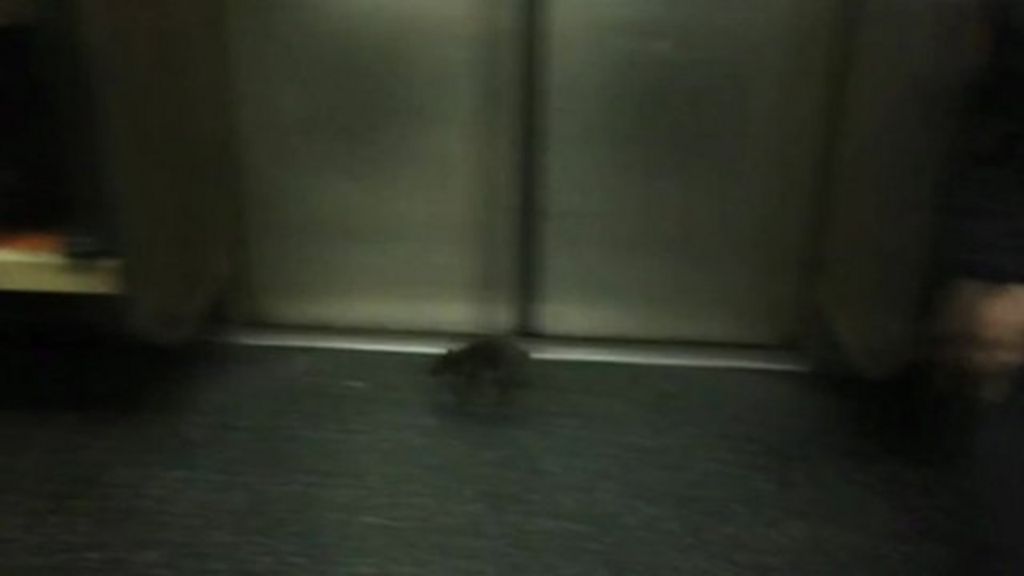 Big rat on New York City subway scares passengers BBC News