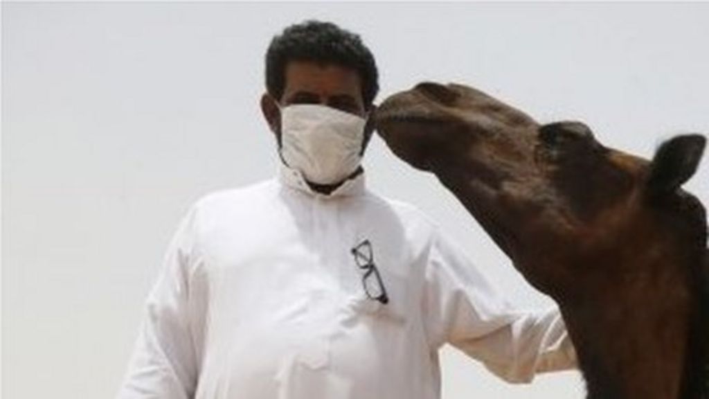 Mers virus: Saudis warned to wear masks near camels - BBC News