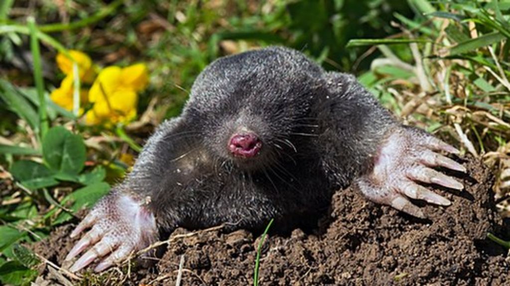 St Benets Abbey In Norfolk Gets Mole Help For Project Bbc News
