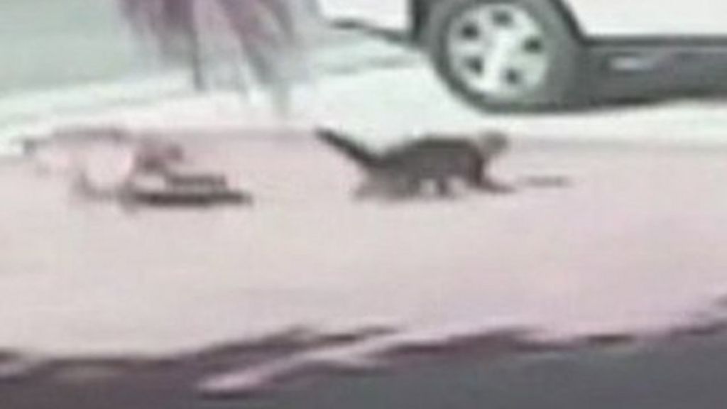 Cat saves boy from dog attack in California BBC News