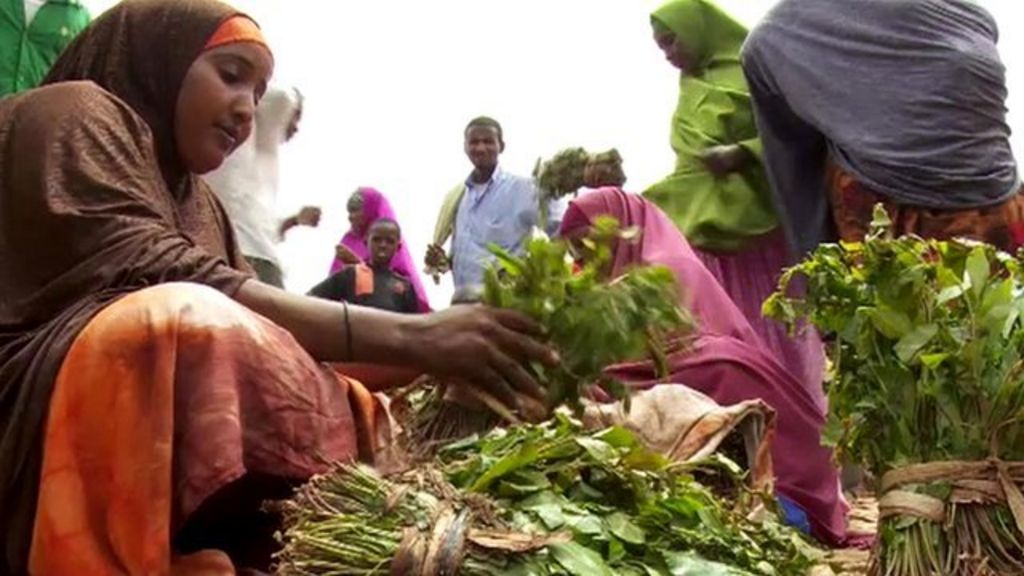 UK ban means Somalia flooded with low price khat BBC News