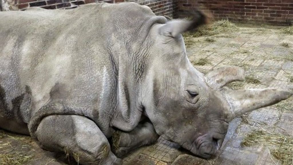 Rare rhino death leaves just four