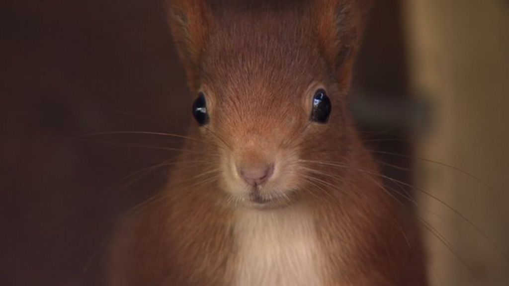 Red squirrel breeding hope for Mersea Island project - BBC News