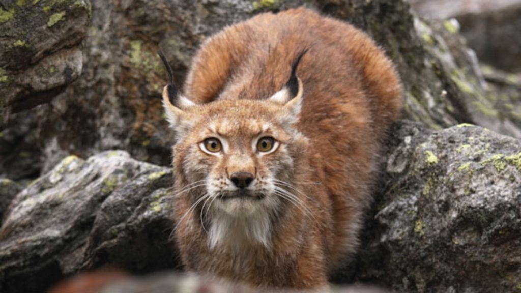 Aberdeenshire could be a lynx reintroduction site - BBC News