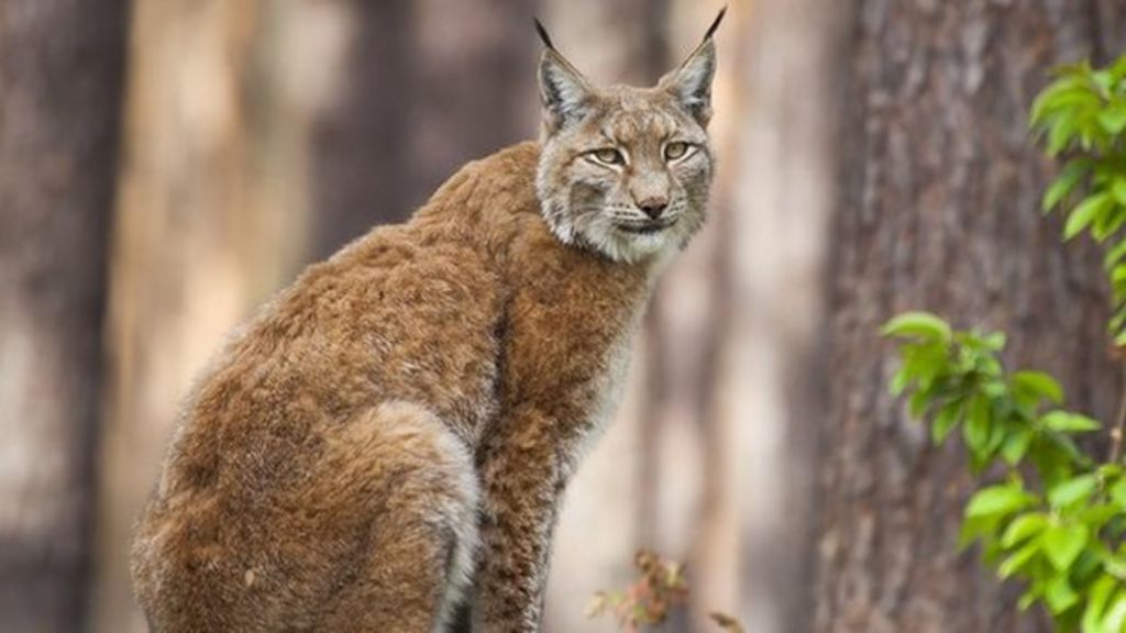 Should the lynx be reintroduced to Britain? - BBC News