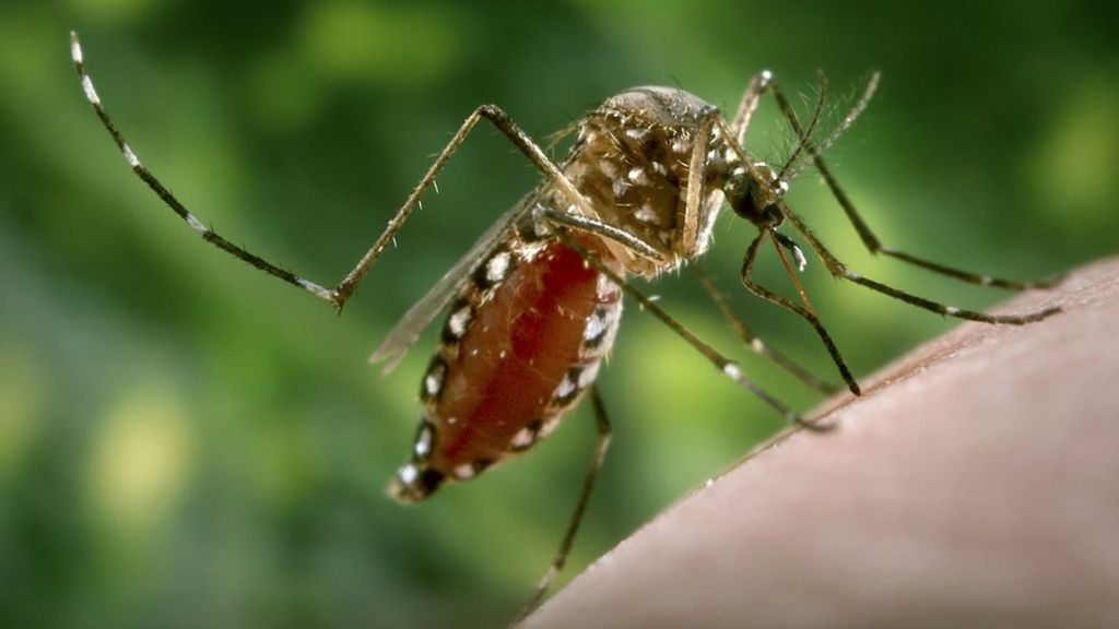 'Zika mosquito' eggs found near Folkestone in Kent