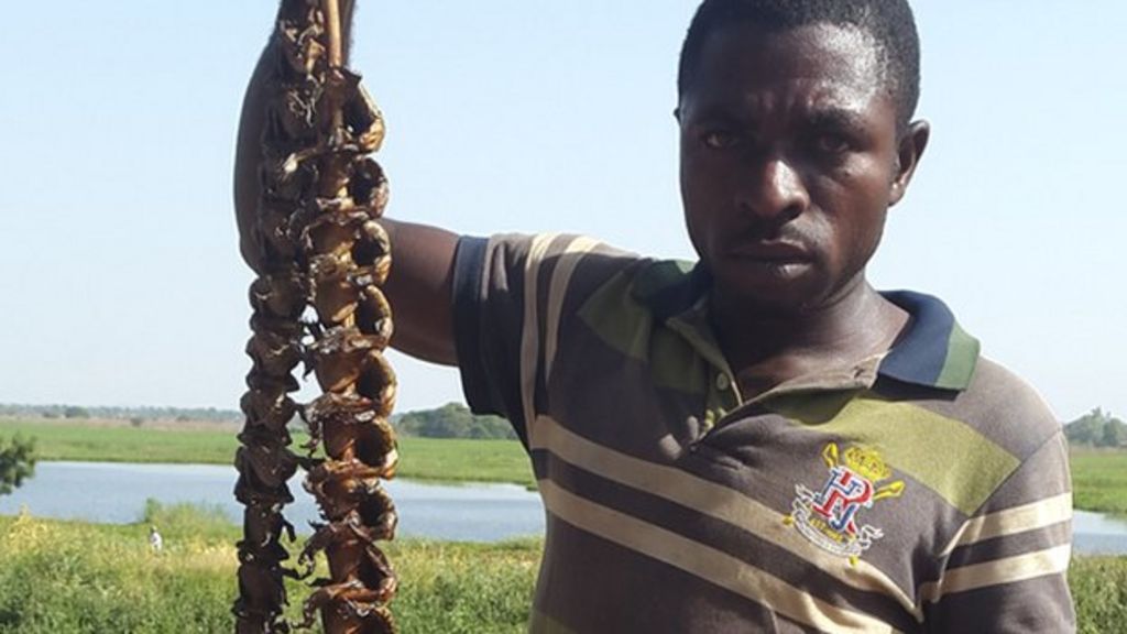 In pictures: Nigeria's frog kebabs