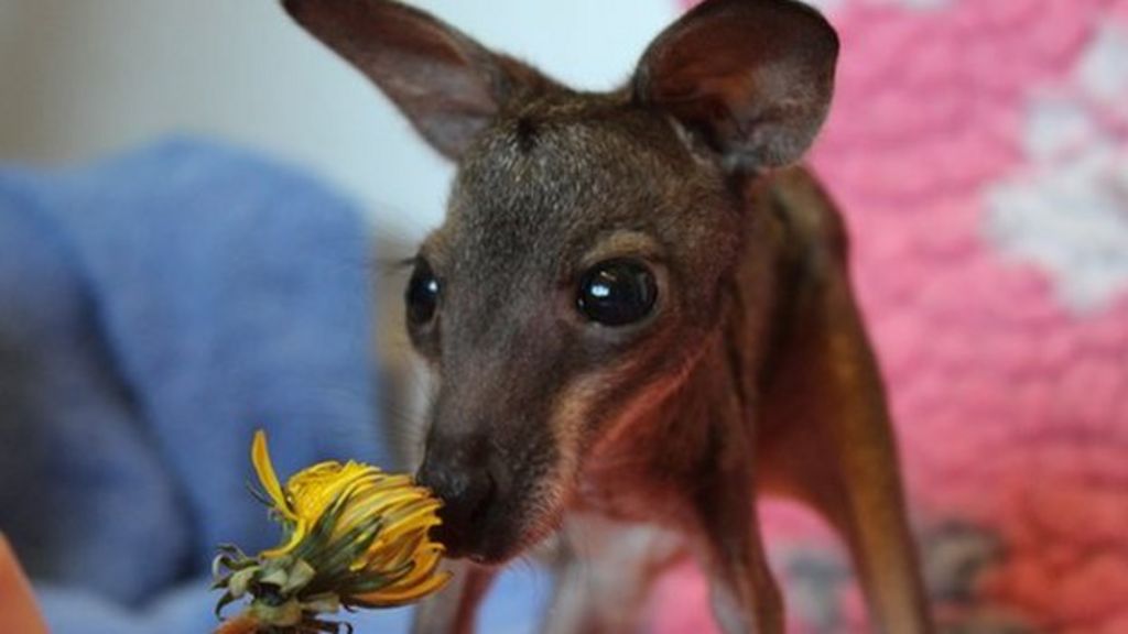 Baby wallaby dies in keeper's arms