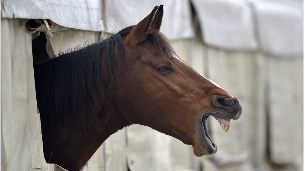 Bid to cut horse fair traffic delays