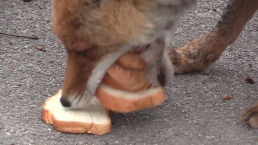 VIDEO: Chernobyl fox makes sandwich