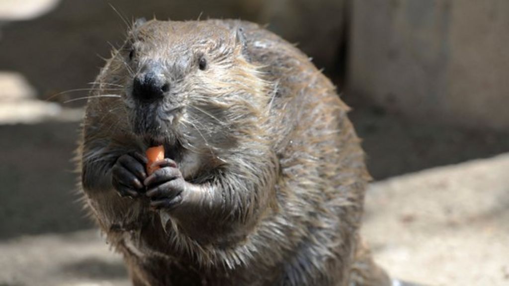 Beavers 'adapting well to Scotland'