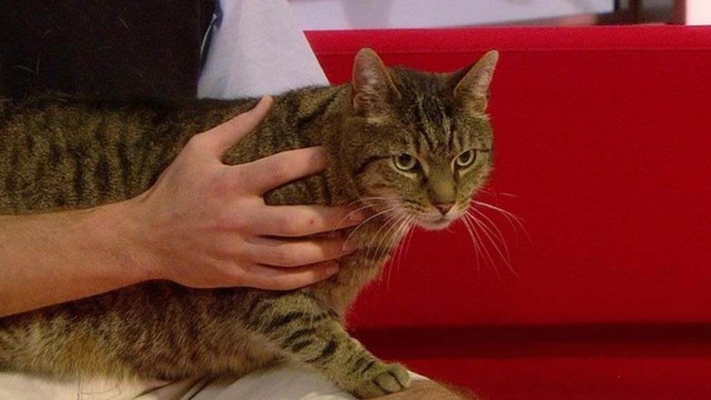 Cat chat Can felines talk to humans? BBC News