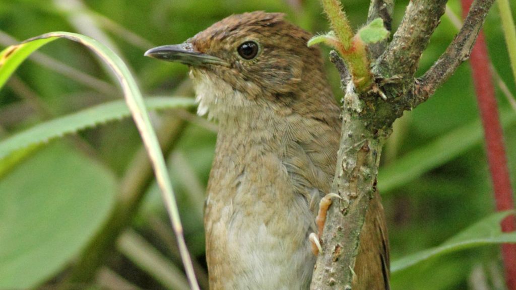 Song heralds new bird's arrival