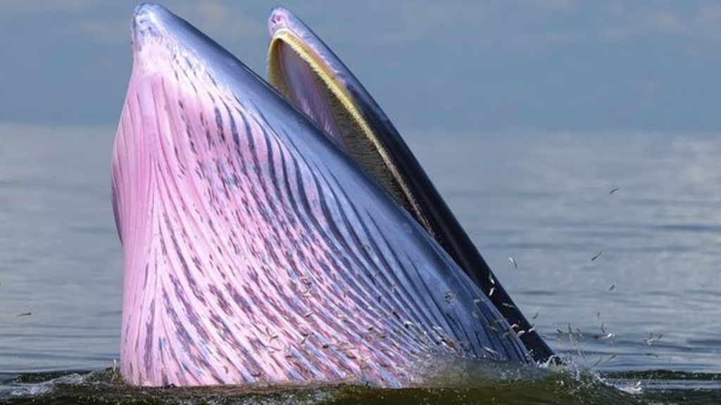 Big whales have stretchy nerves