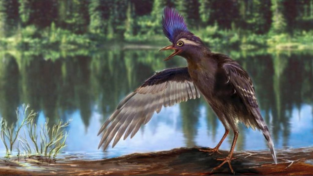 Feathery fossils re-date early birds