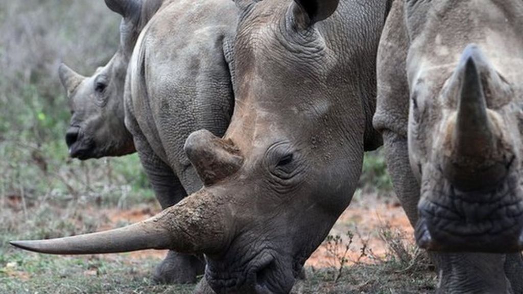 Kenya opens anti-poaching laboratory