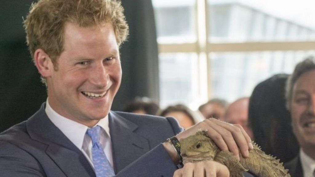 Prince Harry meets reptilian namesake in New Zealand BBC News
