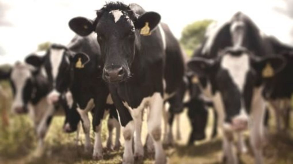 Herd of cows tramples over dog walker