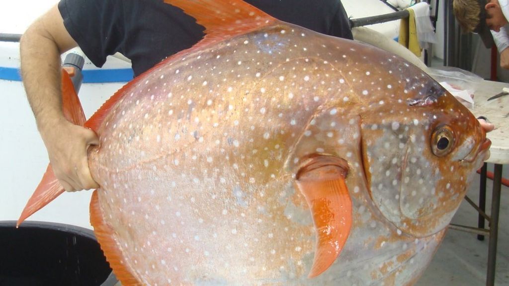 'Warm-blooded fish' traps its own heat in the deep - BBC News
