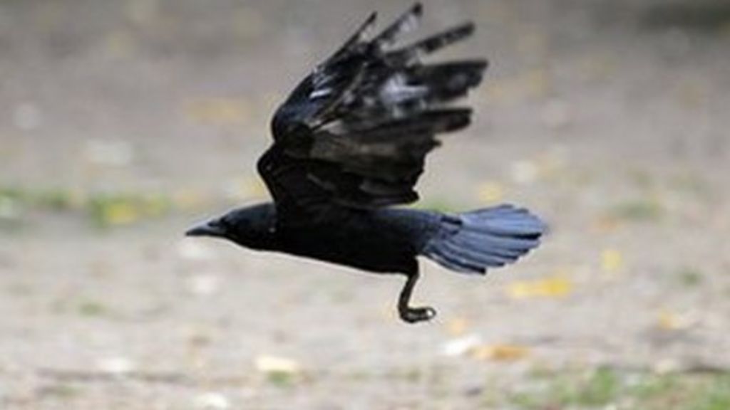 VIDEO: A sneaky crow, a fake game, and other trends of the week