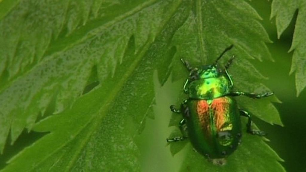VIDEO: Saving North Yorkshire's Tansy beetle