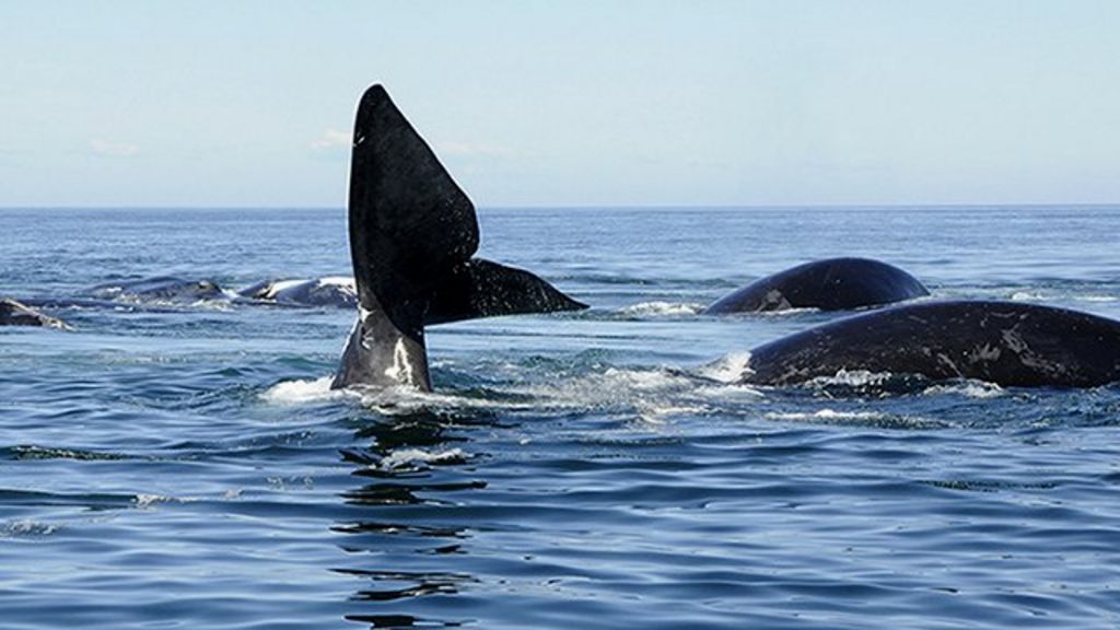 Whales told apart 'by their voices'