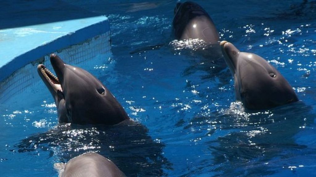 Dolphin TV show suspends filming