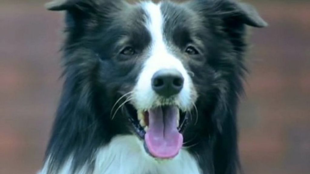 VIDEO: The camera developed for your dog