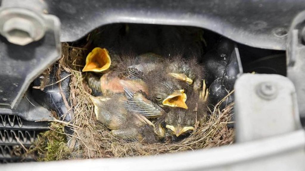 Car-nesting birds 'driven 250 miles'