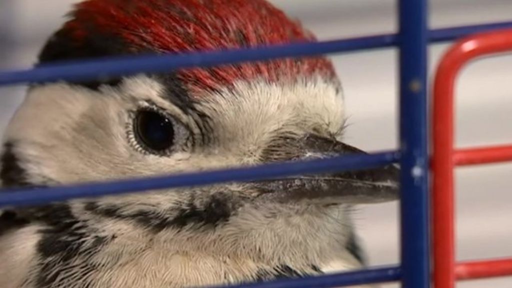 VIDEO: Woodpecker chicks reared by hand