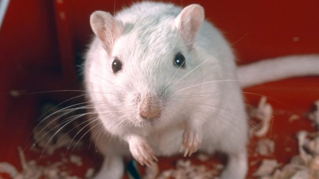 Mice in space develop thin skin