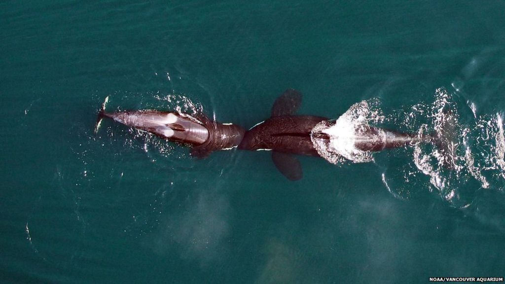 killer whales nuzzling