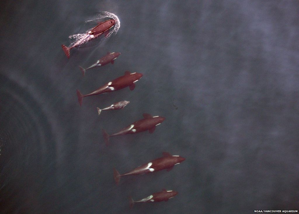 family of killer whales from above