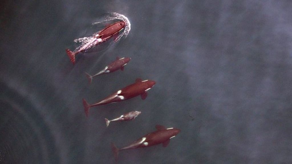 Drones take whale survey to the sky