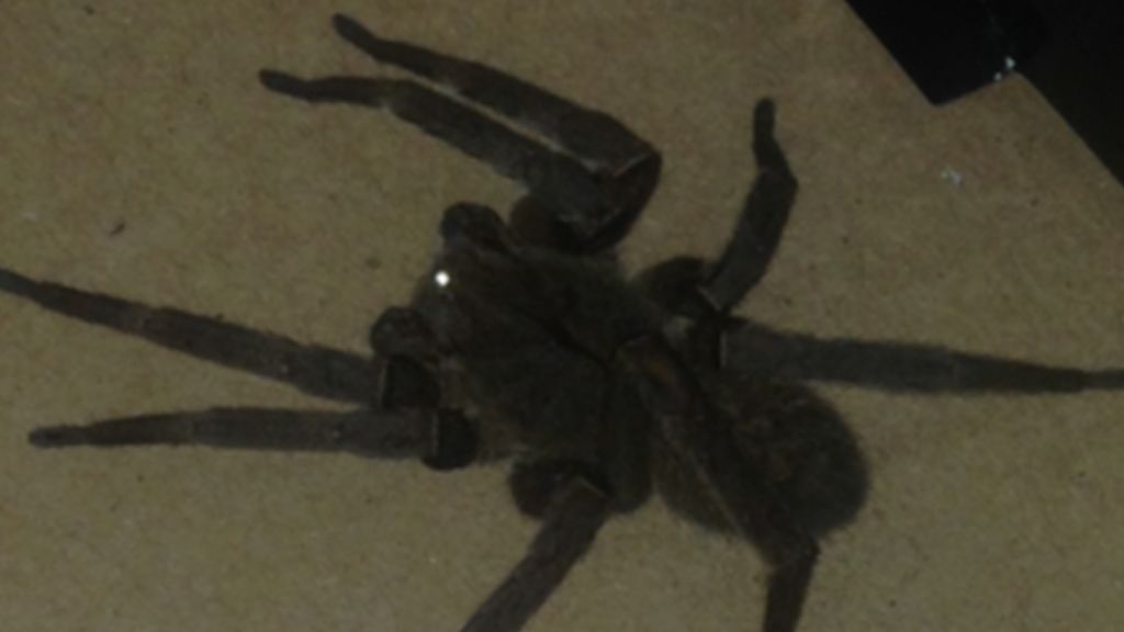 Deadly spider found in Tamworth