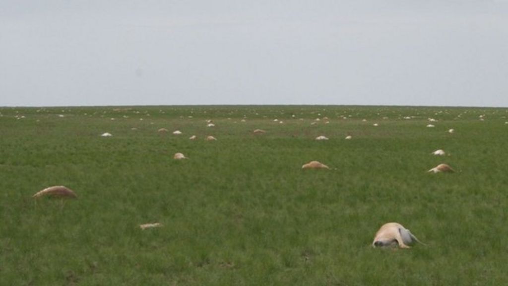 Scientists probe antelope deaths