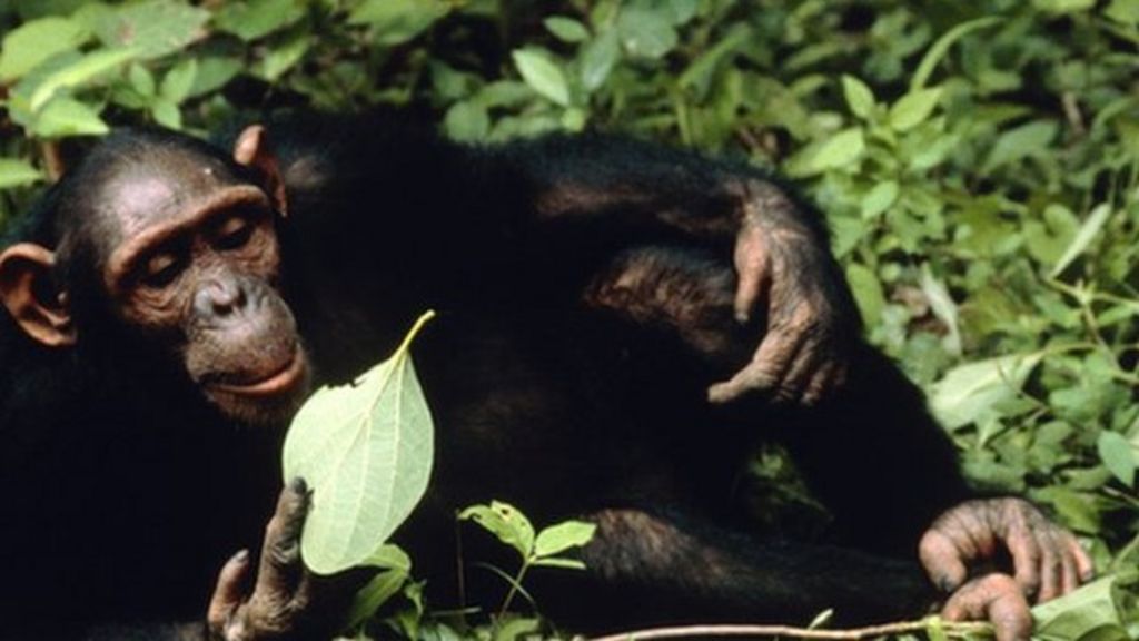 Chimp Study Suggests Cooking Skills Emerged Millions of Years Ago