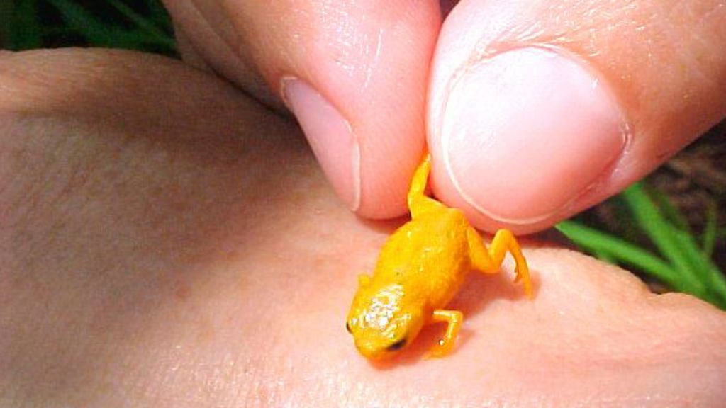 Seven new tiny frog species found