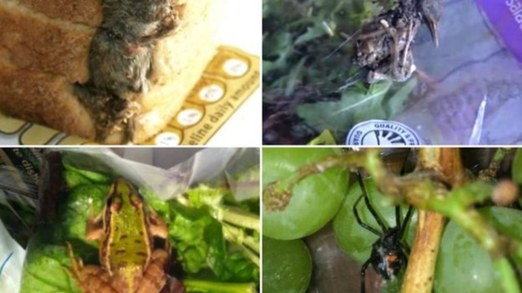 What creatures are found in food?