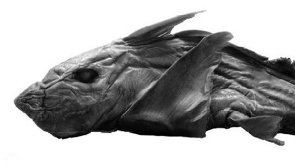 The man who keeps finding new species of shark