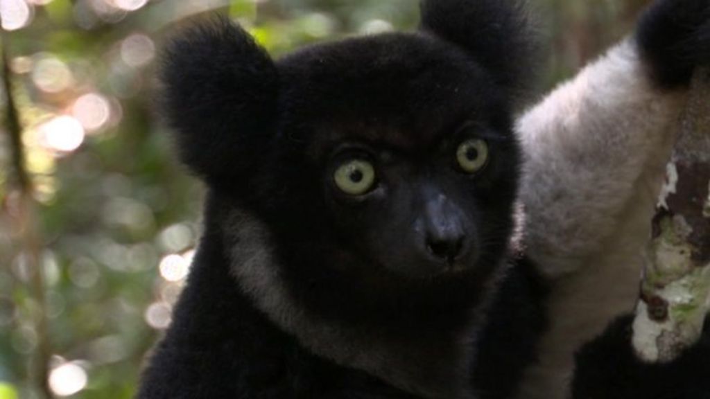 VIDEO: Lemurs 'could vanish from wild'