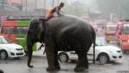 A man sits backwards on an elephant surrounded by traffic on a city street. It is raining