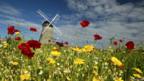 Bright flowers in a meadow with a windmill