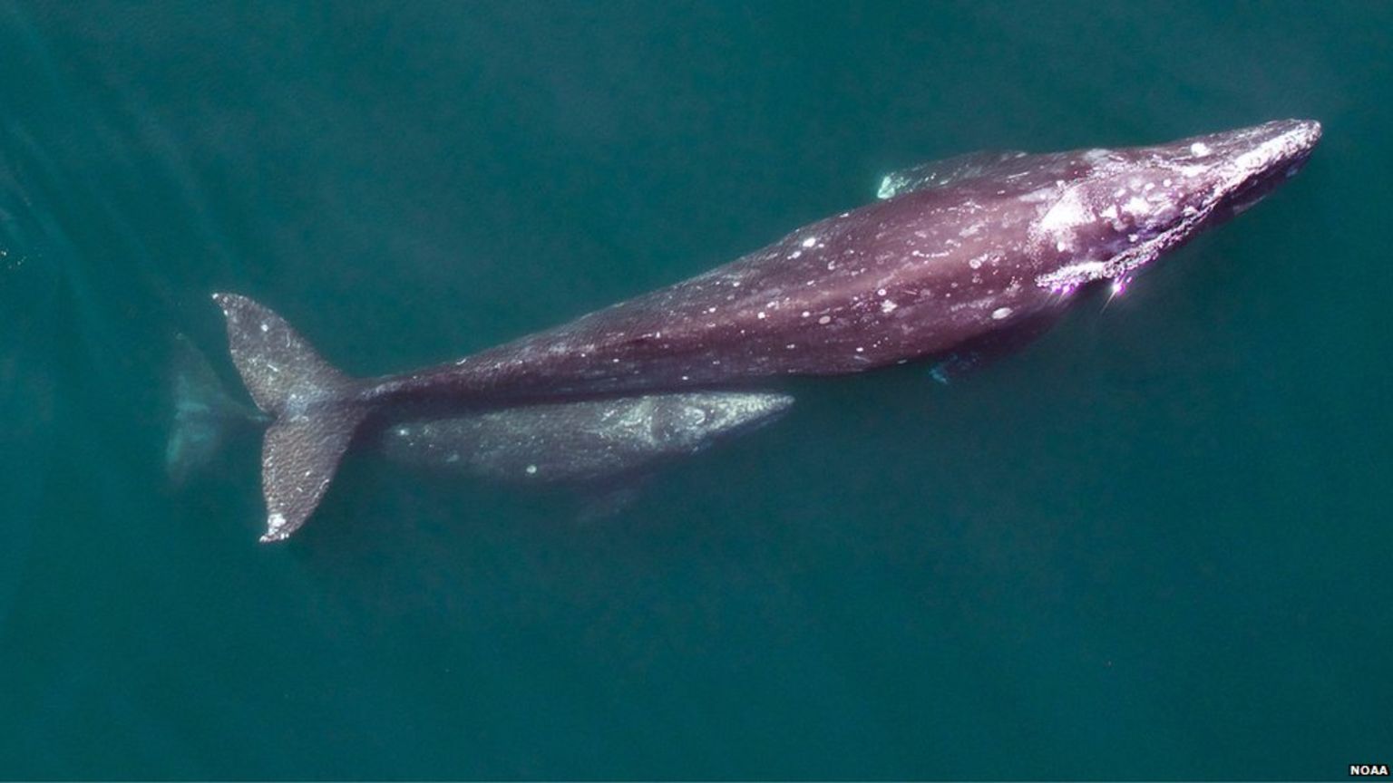 gray whale from above