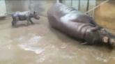 Tratadores filmam rinoceronte e seu filhote em zoológico americano.