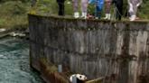 Resgate de panda na China